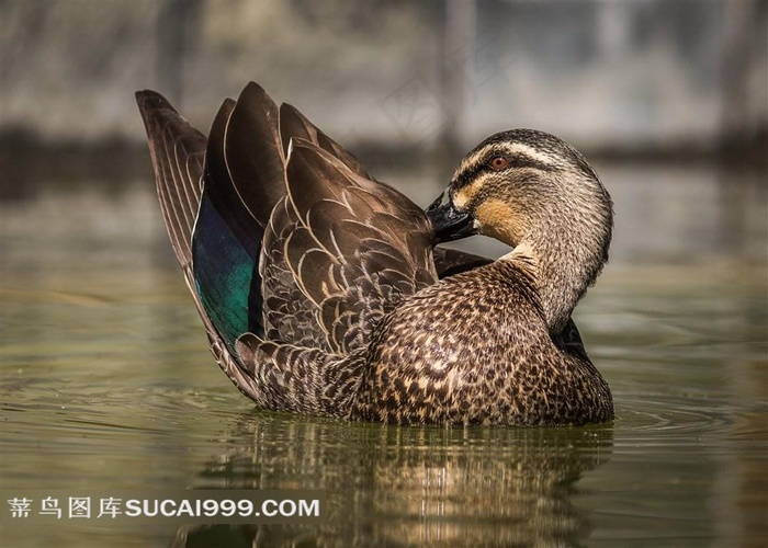 整理羽毛的鸭子图片