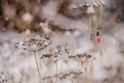 小寒三候图片 小寒三候图片