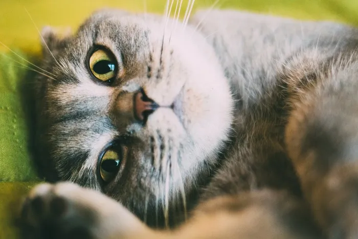可爱猫咪猫猫摄影素材