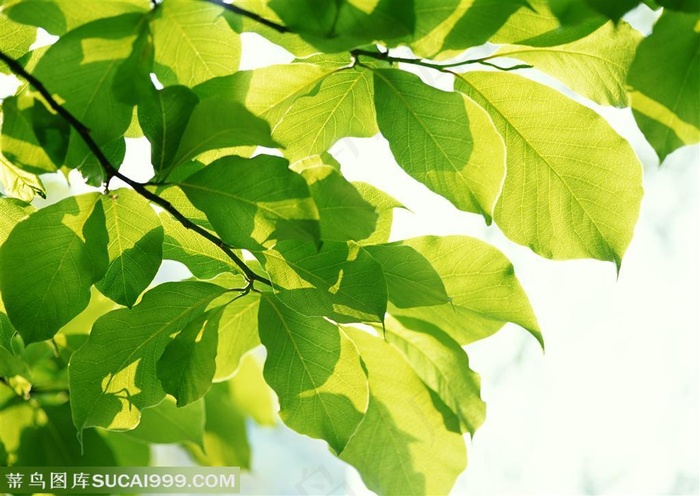 树木树叶-仰视被阳光穿透的树叶