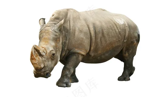 犀牛图片摄影素材