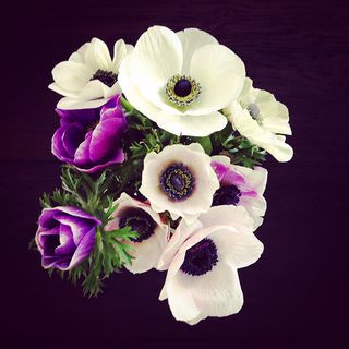 花朵 花束 植物 素材 (91)