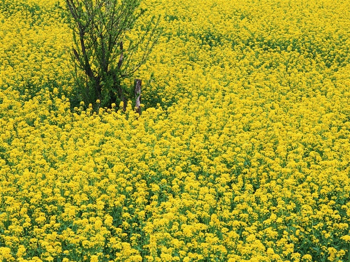 油菜花地图片