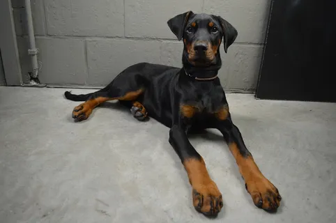 德系杜宾犬图片 德系杜宾犬图片