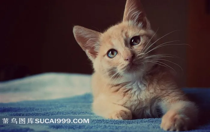 趴在摊子上向前看的黄色猫咪