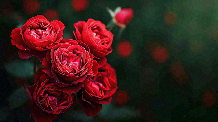 红玫瑰鲜花艳丽，花朵暗黑摄影图(1456x816)