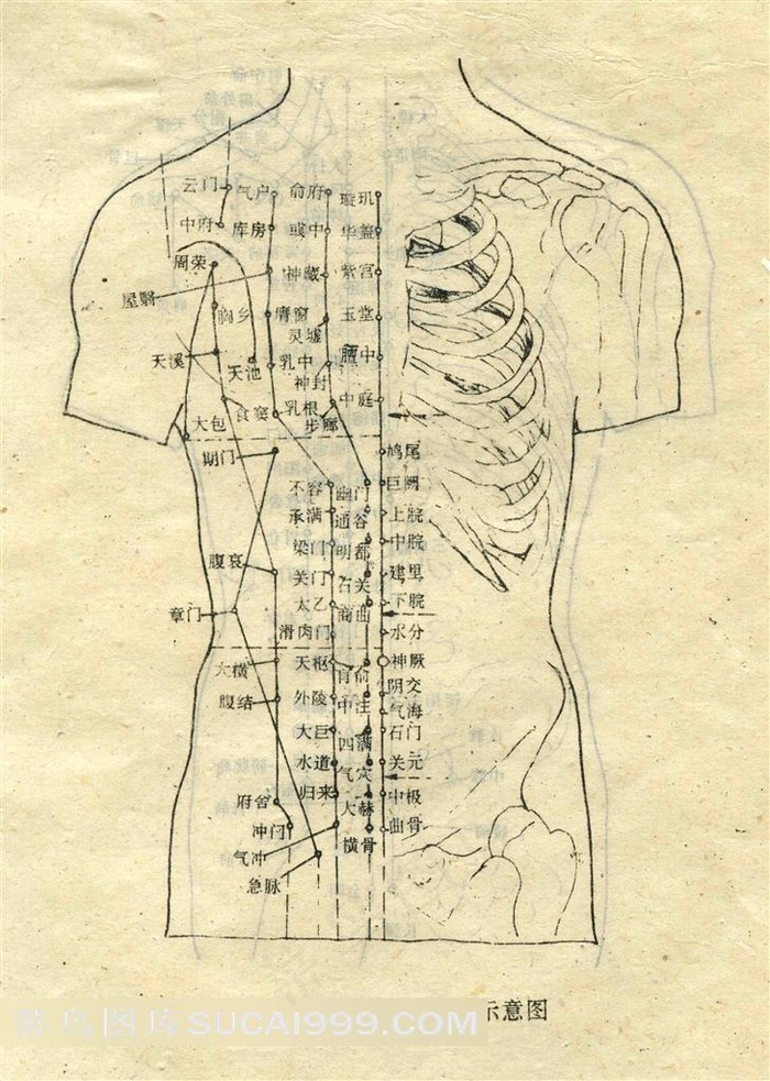胸腹部输穴主治示意图