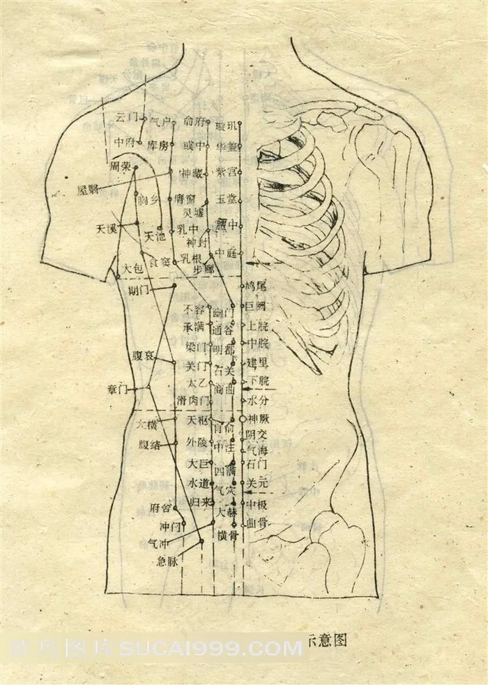 胸腹部输穴主治示意图