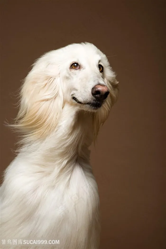 高清飘逸的毛发阿富汗猎犬狗狗图片