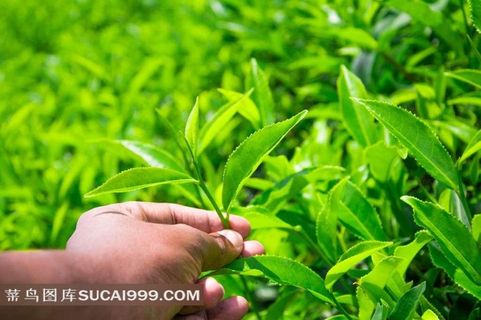 手拿茶叶特写