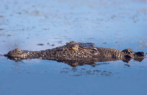 大鳄鱼图片