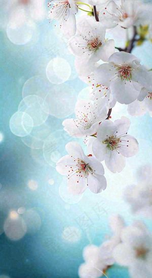 蓝色浪漫白色樱花花朵枝叶，立春惊蛰春分摄影图