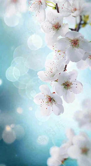 蓝色浪漫白色樱花花朵枝叶，立春惊蛰春分摄影图