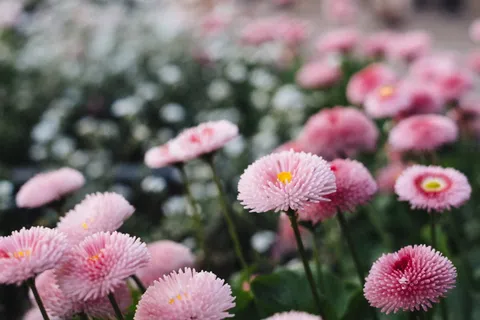 漂亮粉色雏菊图片 漂亮粉色雏菊图片