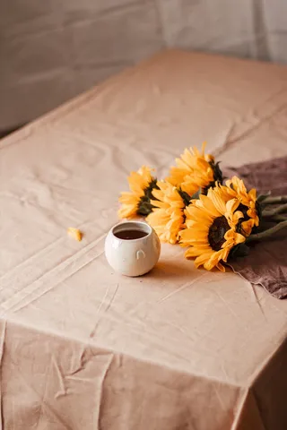 黄色向日葵摄影素材