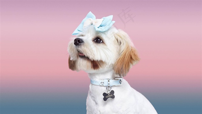 美美的狗狗特写