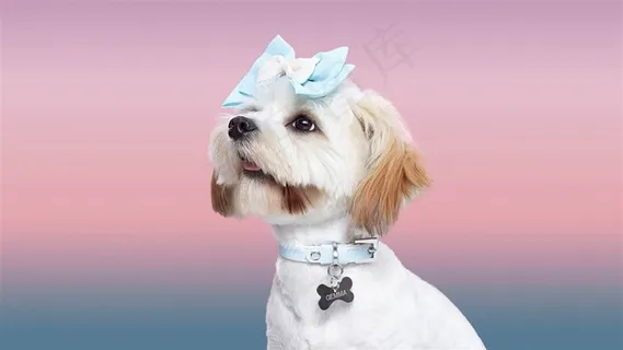 美美的狗狗特写