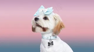 美美的狗狗特写