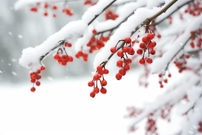 冬季红色果子的树枝上挂满了白雪雪景摄影图(4032x2688)