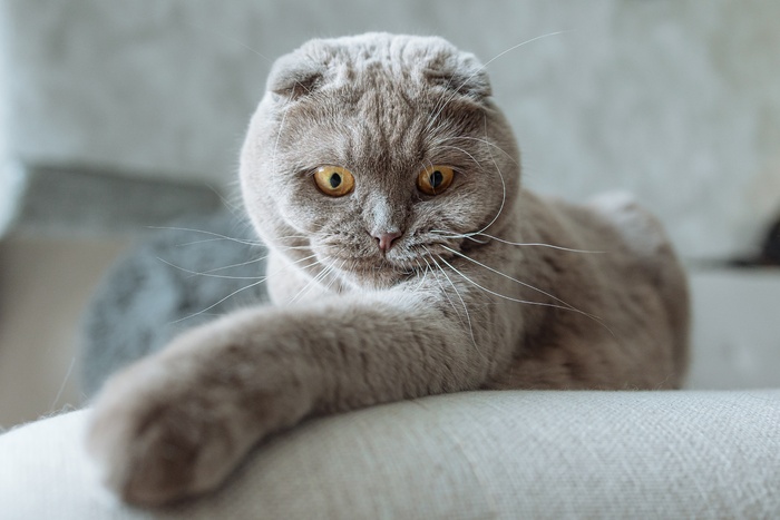 可爱猫咪猫猫摄影素材