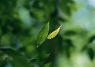 森林风景春季美景jpg素材