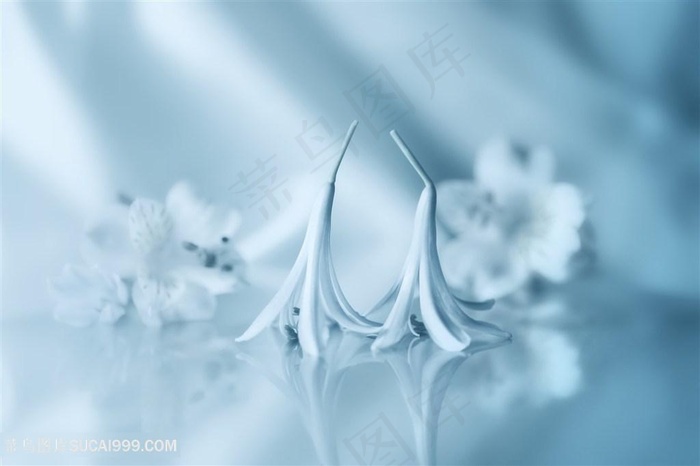 唯美洁白的鲜花高清图片