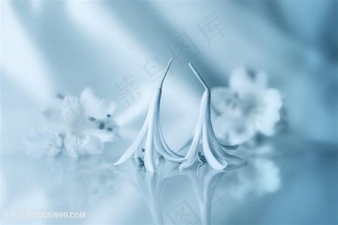 唯美洁白的鲜花高清图片