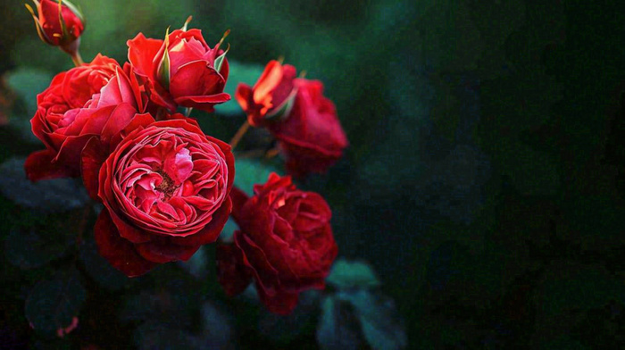 红玫瑰鲜花艳丽，花朵暗黑摄影图(1456x816)