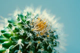 绿色仙人掌仙人球摄影素材