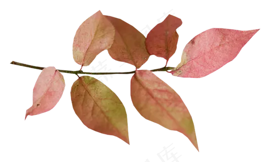 红叶子   红叶子