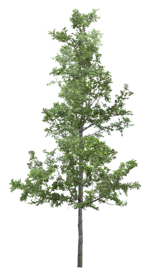 高清树木素材 免抠PSD植物素材 美术绘画园林贴图 树草灌木花草