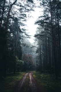 高清森林树林风景