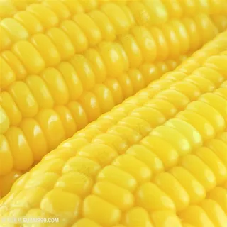 整齐的玉米特写高清图