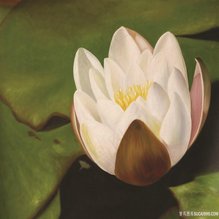 莲花荷叶唯美油画