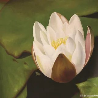 莲花荷叶唯美油画 莲花荷叶唯美油画