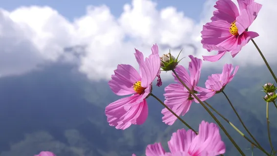 唯美小清新处暑格桑花 唯美小清新处暑格桑花