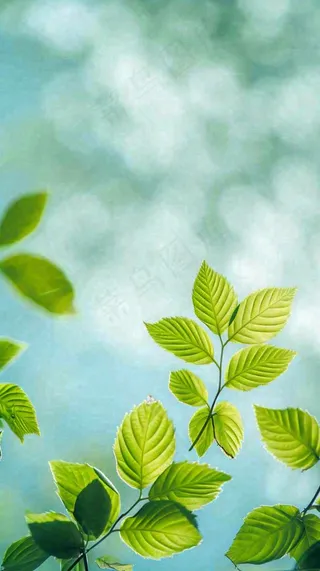 阳光明媚春天春意盎然嫩草，发芽，春分，立春摄影图