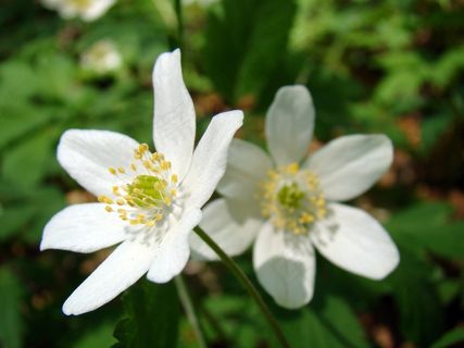 白色花朵绽放图片