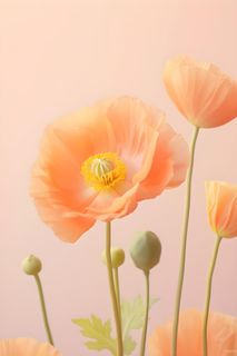 鲜花粉色唯美意境摄影