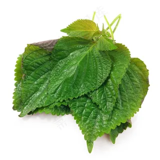 漂亮的紫苏摄影素材