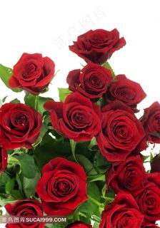 红色玫瑰花鲜花素材