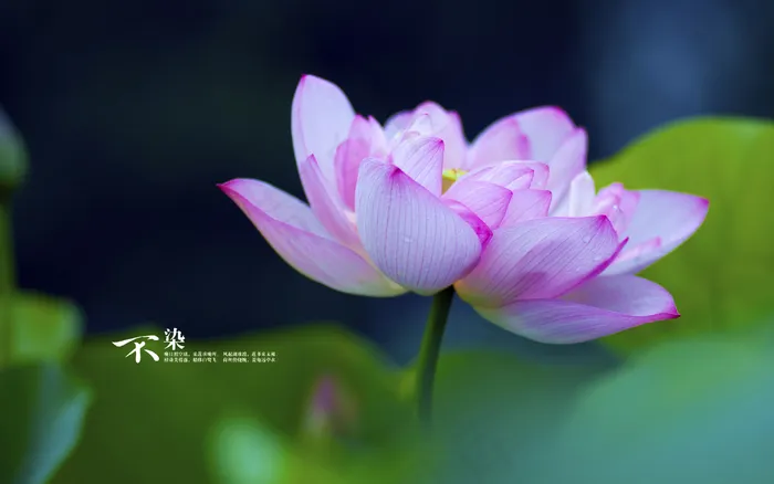 荷花粉色 