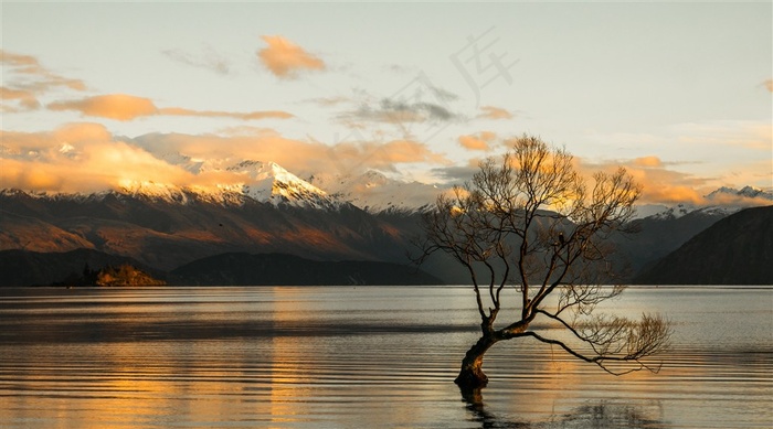 湖边的大树风景图片