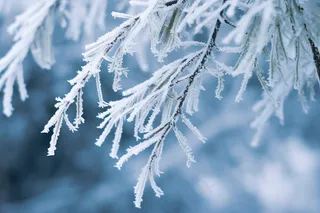 白霜挂满植物枝头冬天雾凇摄影图