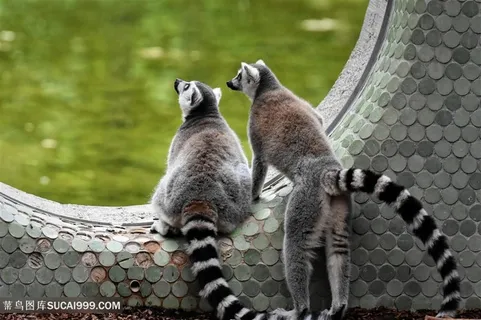 保持戒备的俩环尾狐猴摄影高清图片 保持戒备的俩环尾狐猴摄影高清图片