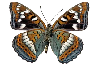 蝴蝶 彩蝶 花蝴蝶 动物 昆虫 免抠