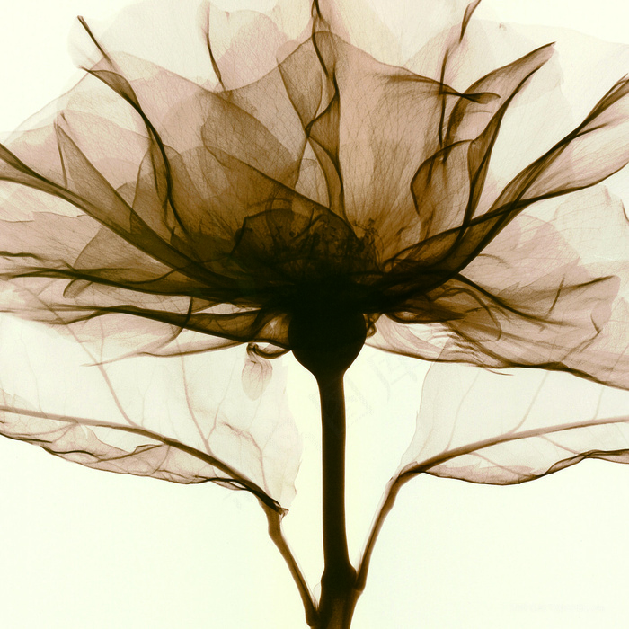 唯美透明花卉艺术插画