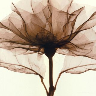 唯美透明花卉艺术插画