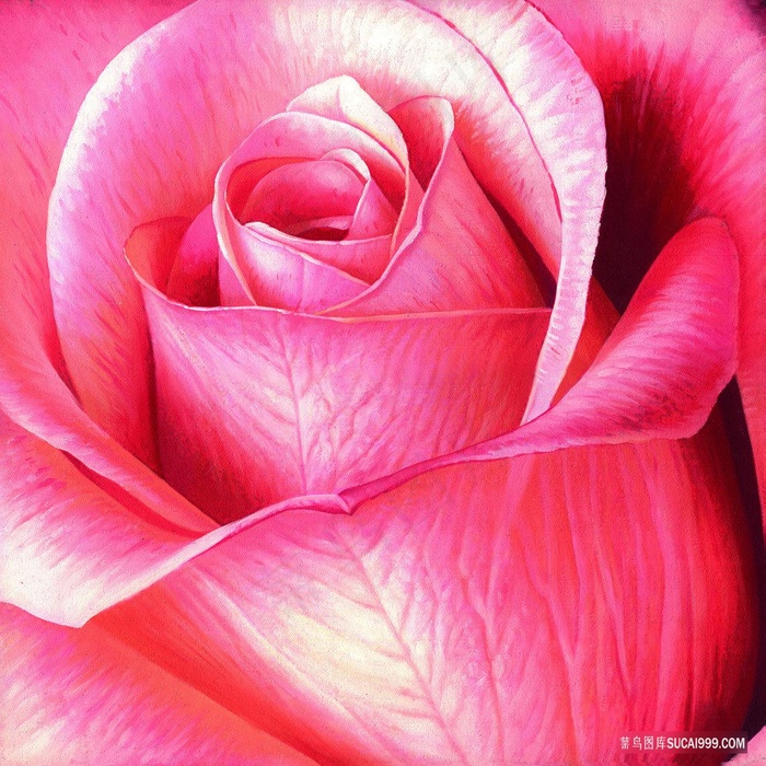 唯美粉色花朵玫瑰花油画