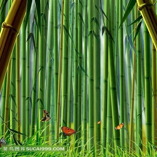 幽静的竹林高清图片 幽静的竹林高清图片